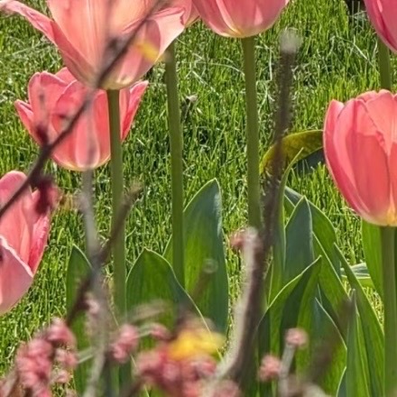 0000郁金香种植方法：一、土培1. 时间：秋季9-11月（满足5-9℃春化4-