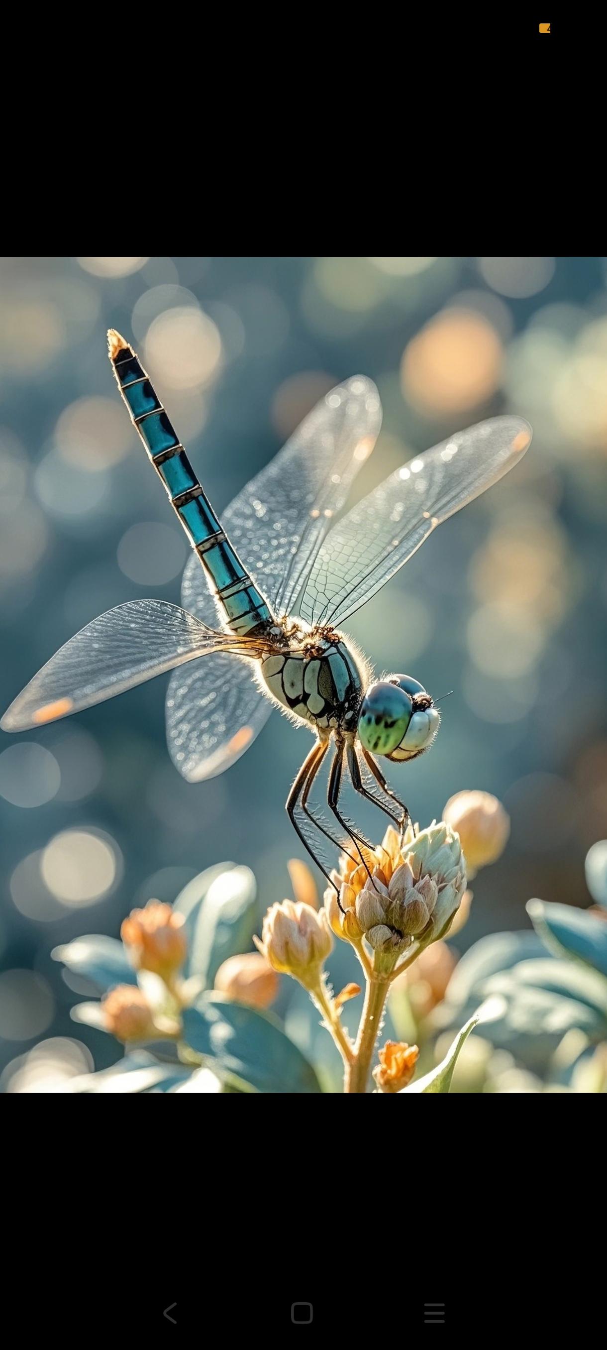 你可能没注意，蜻蜓的捕猎成功率高达95%，远超狮子的25%、大白鲨的50%和猎豹