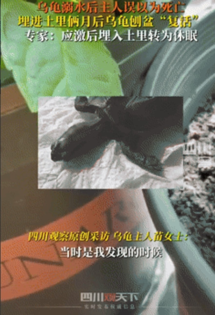 乌龟还能溺水淹死？四川，女子养的乌龟过了冬眠期后意外呛水，看它一动不动以为噶了，