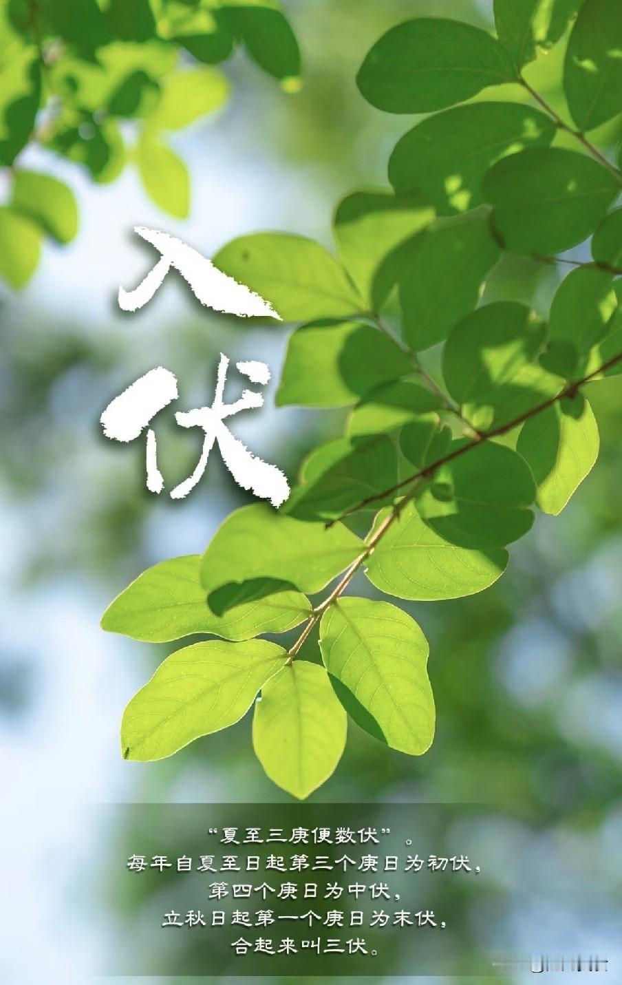 “热不热，就看入伏”，今日入伏，今年三伏天热到哭？2026年7月15日正式