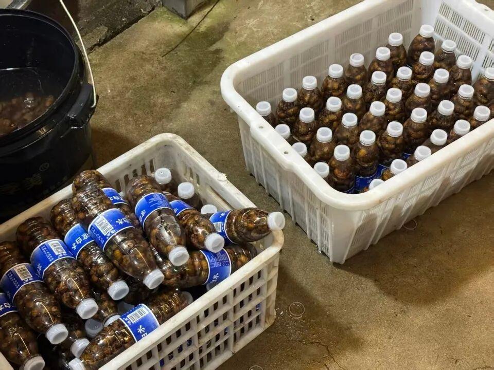 河南平顶山鲁山县东来金蝉（又称爬叉）养殖基地，五六十亩杨树林里蝉鸣震耳。一根长绳