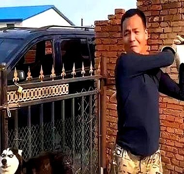 “狗的哪个部位是最脆弱的？”一位训狗20多年的老师傅说道：如果遇到恶犬扑向你的时