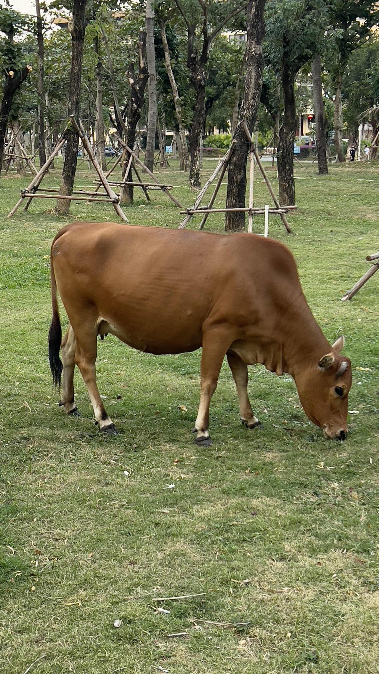 【原创】悠闲的午后，一头牛在绿草地上悠闲地吃草，享受着大自然的宁静。