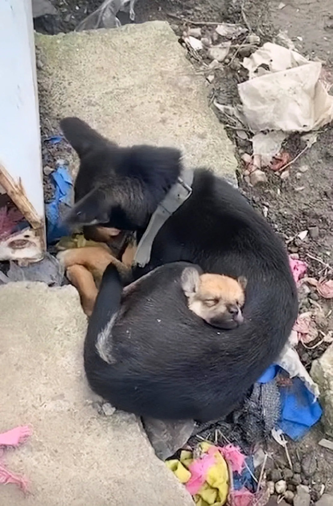 狗妈妈怕孩子冷，这样搂着孩子……