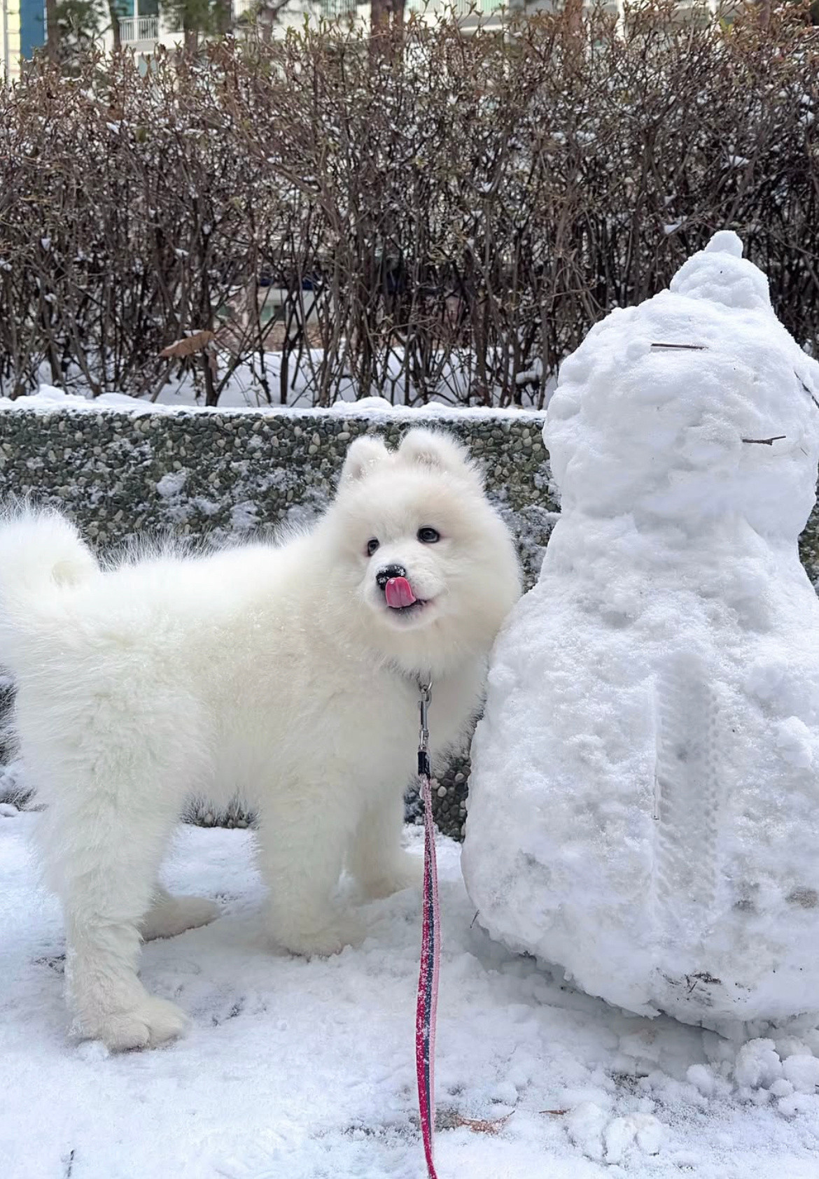 萨摩耶：不好吃，没啥味道耶