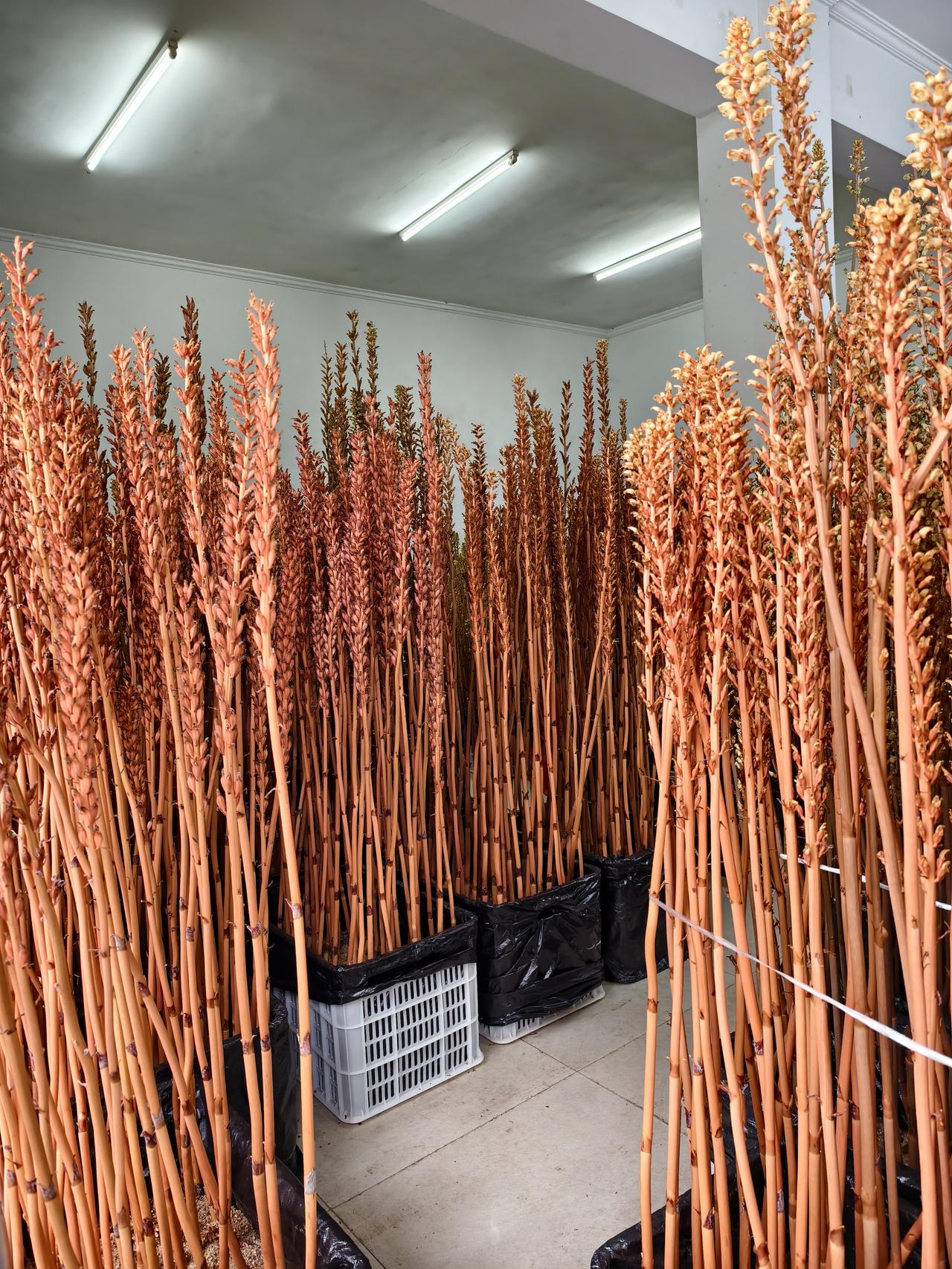 有人知道这是什么东西吗？别看只是一个普通的植物，可贵了，这其中一粒种子要七毛五