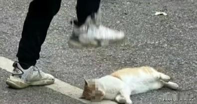 老师当众踩死校猫被停职！这堂课教错了最可怕湖南邵阳二中这事儿，真是越听越堵