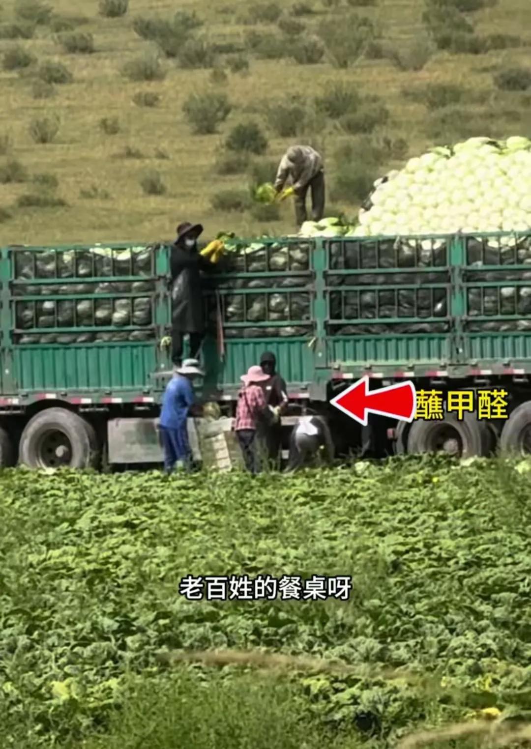 太心痛了！张家口卖菜的农民冤枉吗？不冤！从张家口拉大白菜的司机冤枉吗？不冤！不