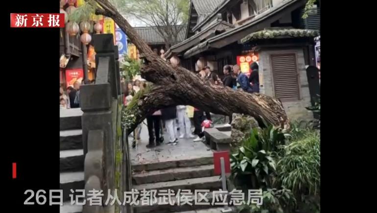 10月25日下午，成都著名景区锦里古街发生了一起意外，一棵临河生长的大树突然横向
