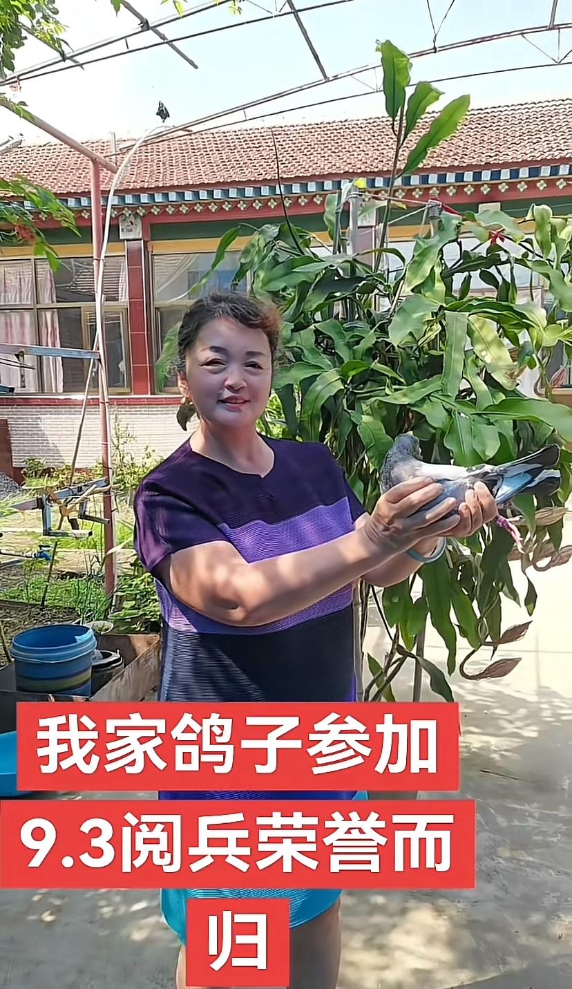 鸽子参加阅兵！你知道这些成千上万的鸽子哪来的？原来有些是借来的，看看图1，这家的