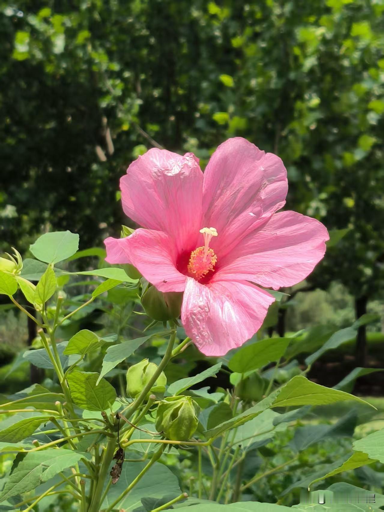 在海河故道公园，又看见芙蓉葵花了。硕大的花朵，在阳光下绽放，看着真是美。公园里