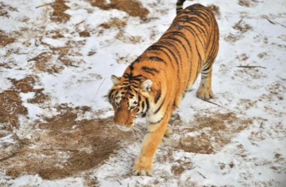 2021年，韩国引进了一头中国东北虎。结果刚到韩国动物园，就遭到了本土虎的联合攻