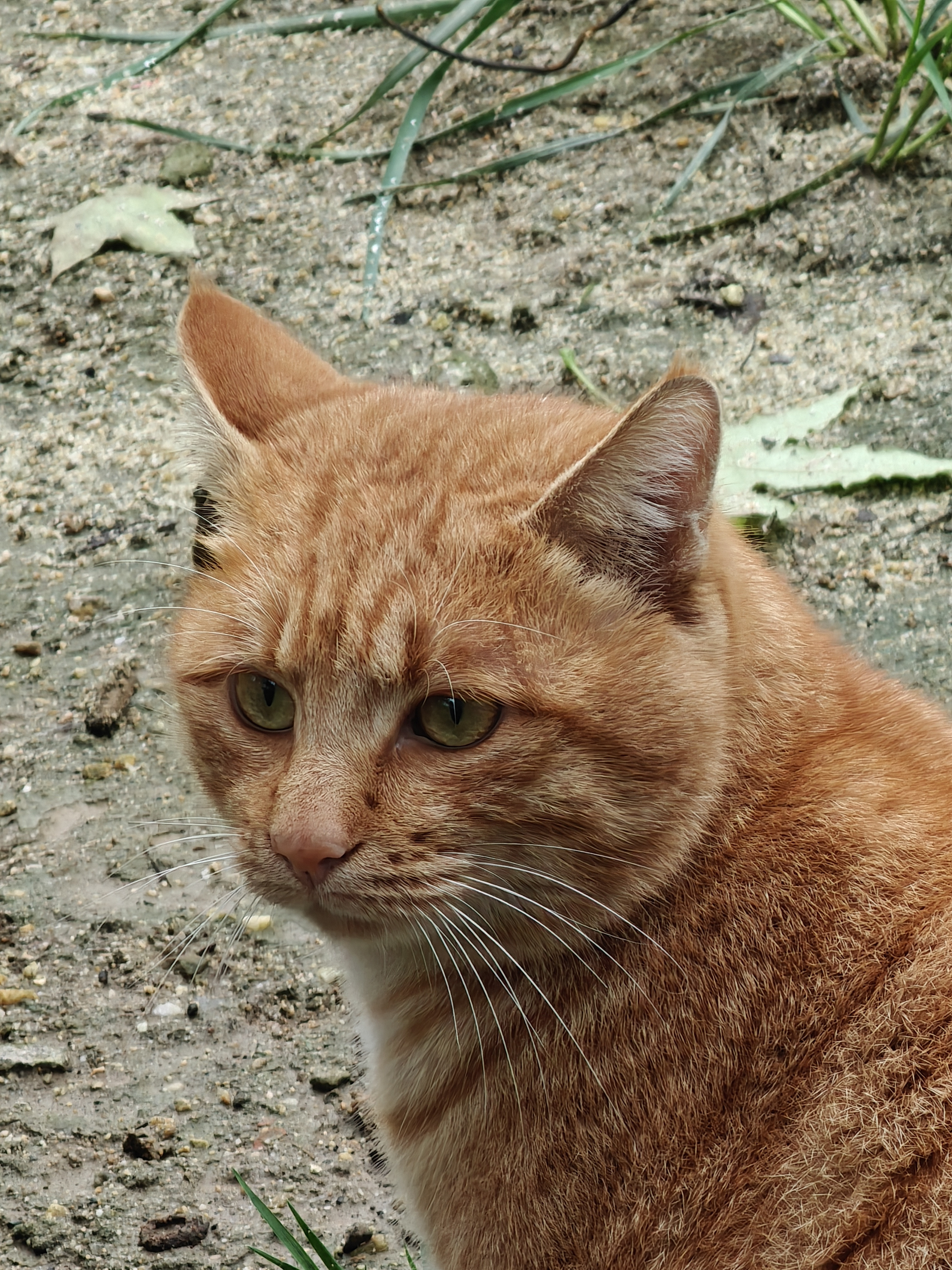 院子里的猫​​​
