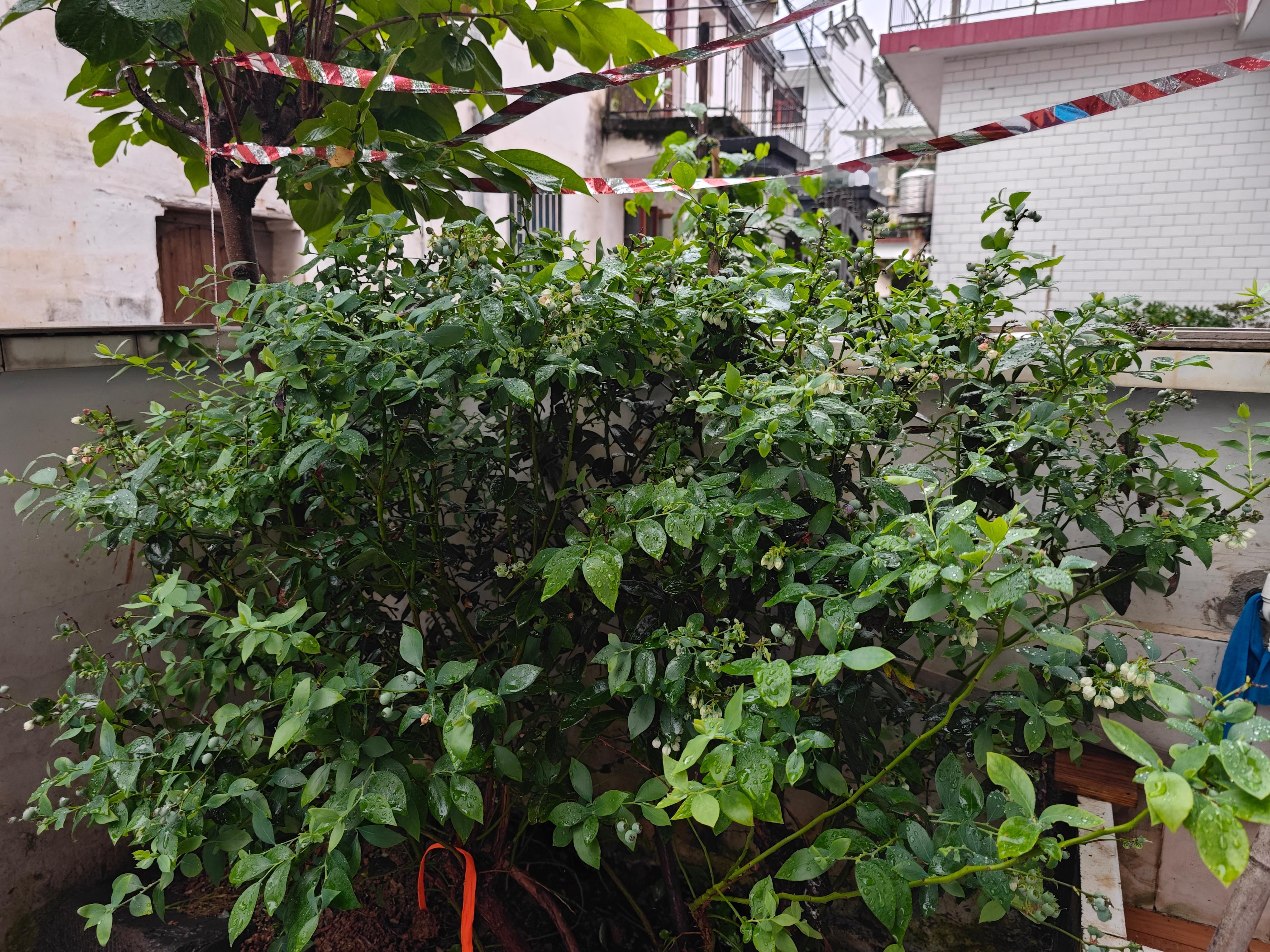 院子里种了颗蓝莓，结果的有很多，仔细找了很久，一颗成熟的都没有，都被鸟儿吃完了
