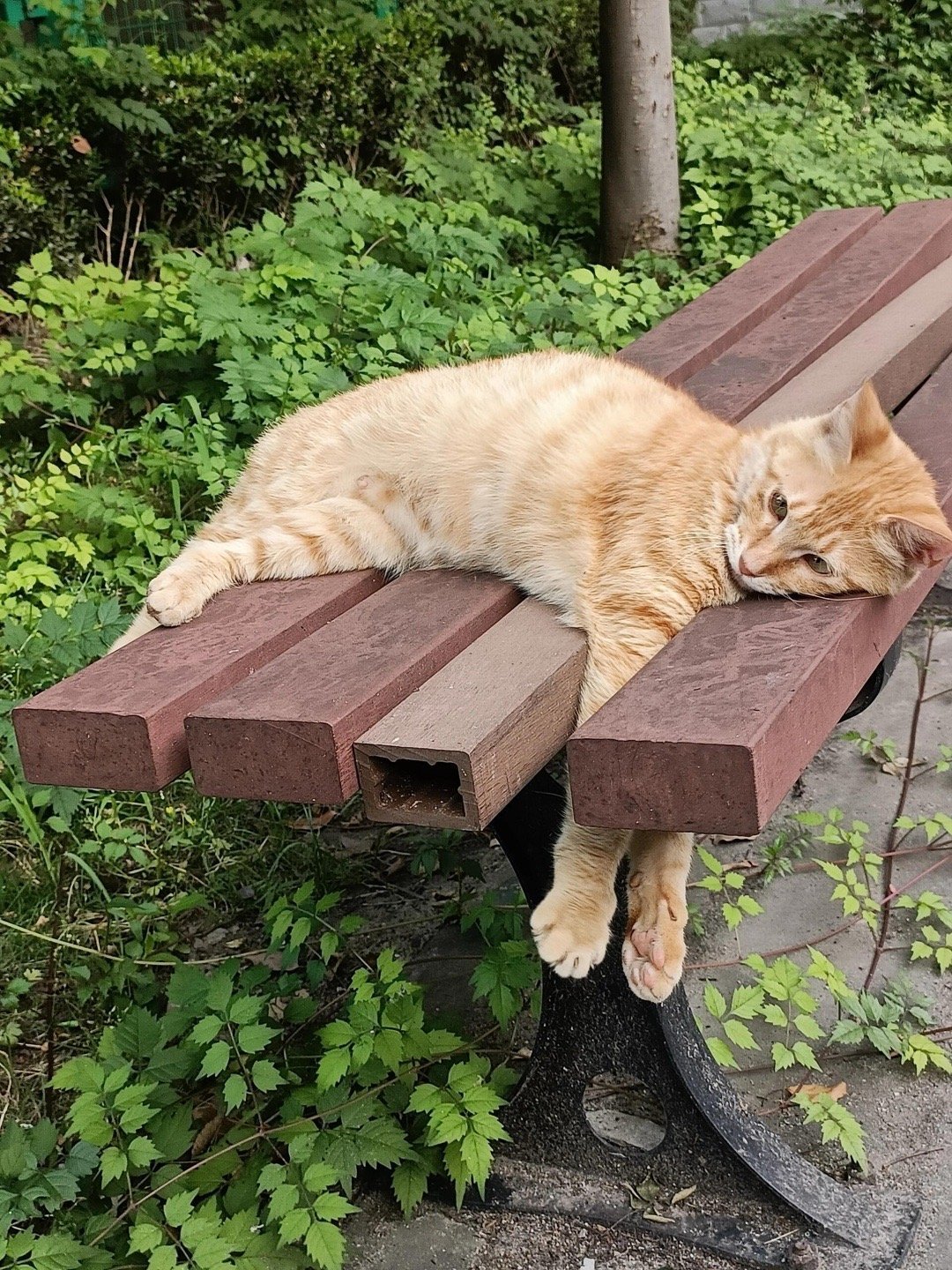 猫猫有心事的时候会变成一滩小猫
