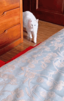 21岁的高龄猫咪，主人为了让他更方便上床还做了专属小楼梯！