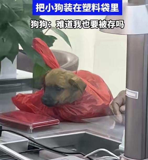 笑不活了！大爷银行办事把小狗塞进塑料袋，这波操作我给满分家人们谁懂啊！10