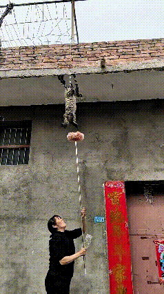 家人们！大姐家这房顶突然掉下来一只猫，死死抓着根绳子悬半空，那小模样，晃悠得人心