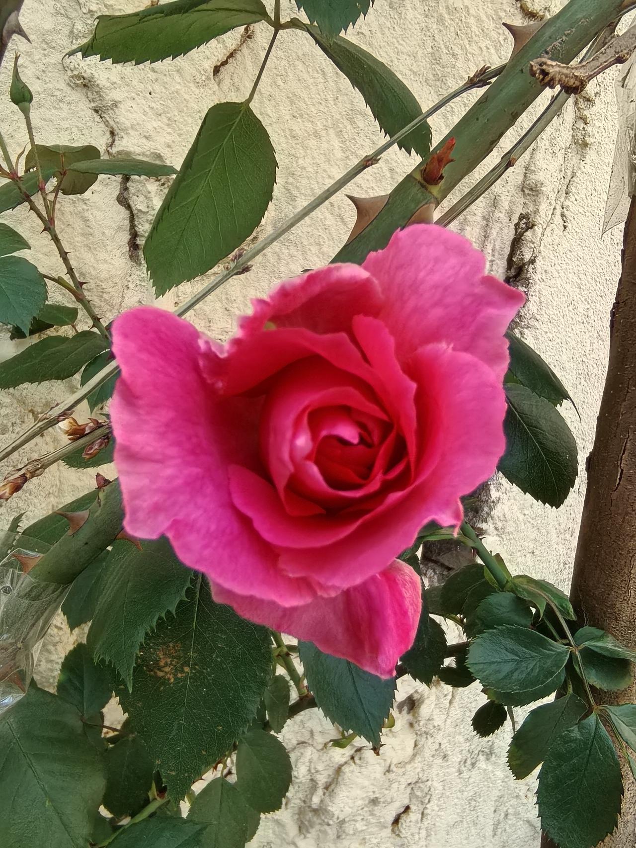 去年栽植的月季—大游行,今天渐展娇容。暮春，盛开的第一朵月季。花信风进入月季