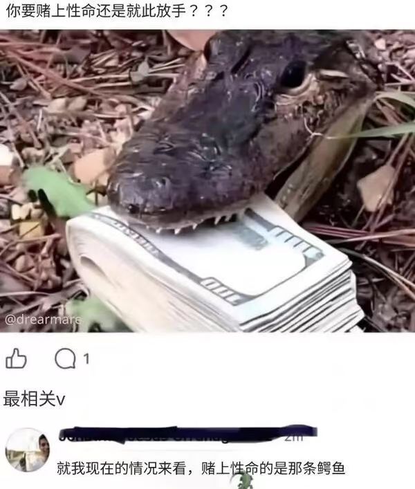 沼泽小狗我劝你放下机缘