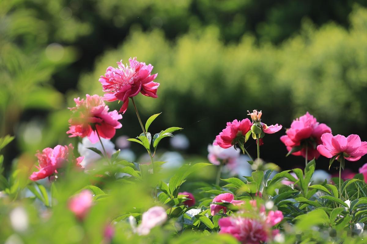 月季花开无声，却在无言中绽放最美的诗意～​​​