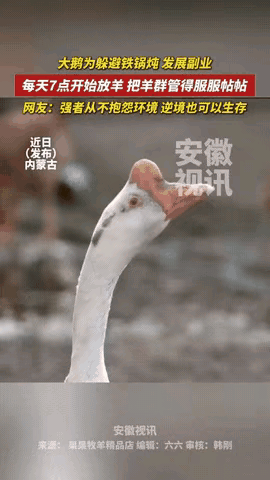 太有灵性了！内蒙古这只大鹅简直是“保命天花板”！本来都被牧民安排上冬天的铁