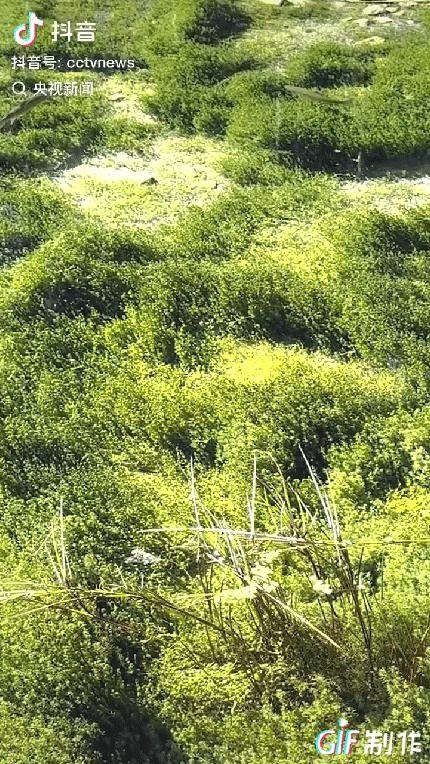 “这只鱼火上央视了！”云南丽江，一女子用手机拍风景，不料刚开始录像，就撞见了震撼