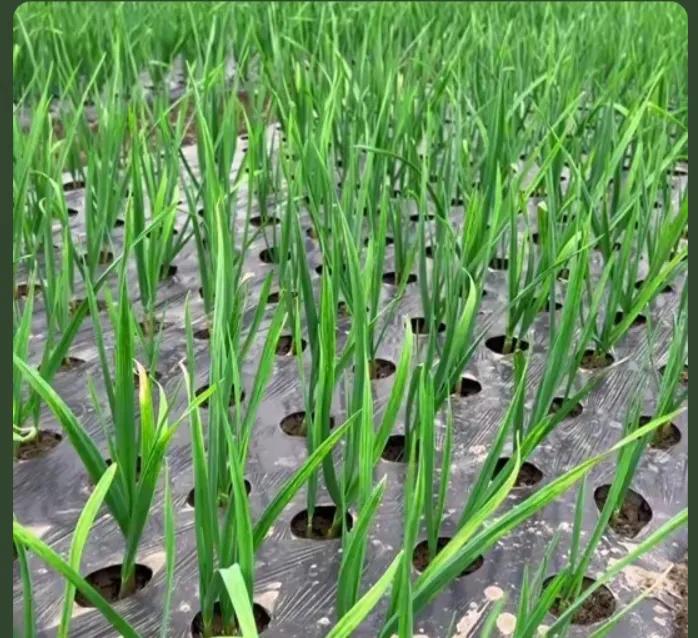 一颗普通大蒜，为何让美国如此紧张？很多人可能都没意识到，我们厨房里最平常、最