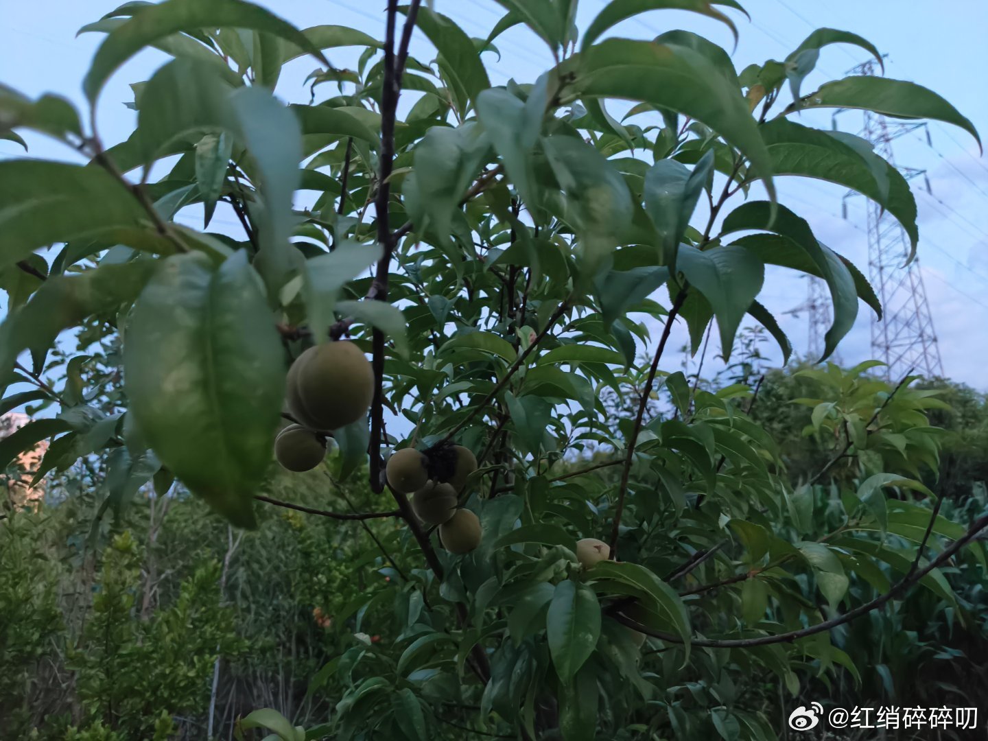 心旷神怡啊[大笑][大笑]​​​