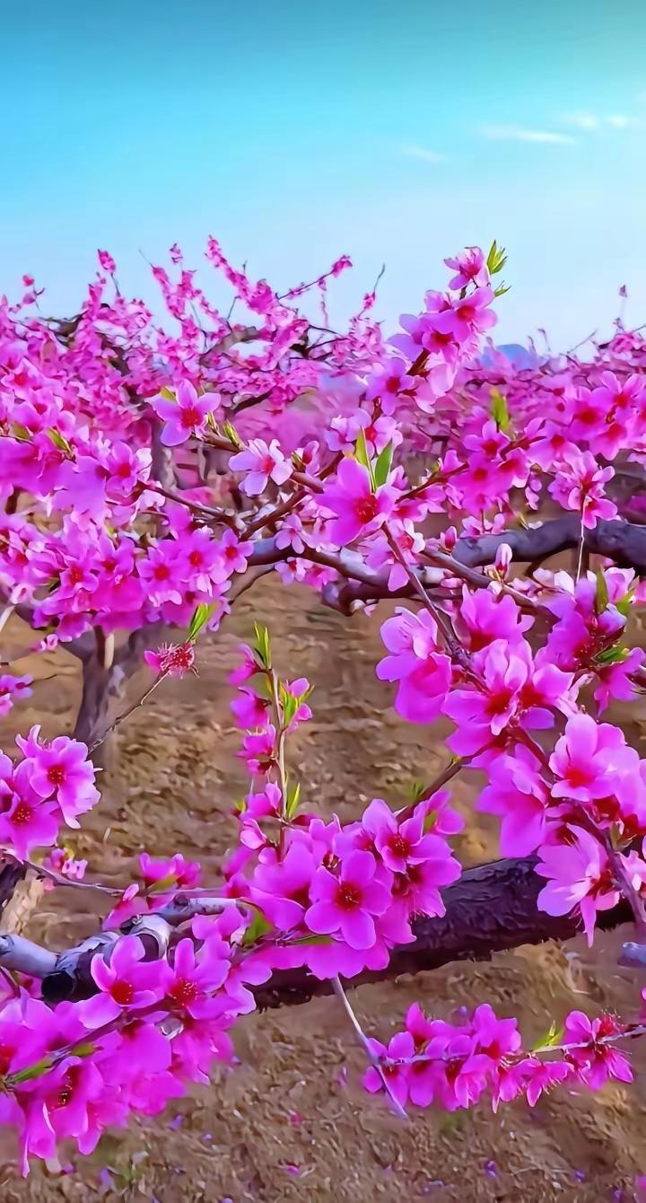 爱上阅读。相约春天我把心事，藏进解冻的风里等一场花开，等一个归期冰雪退去，万物