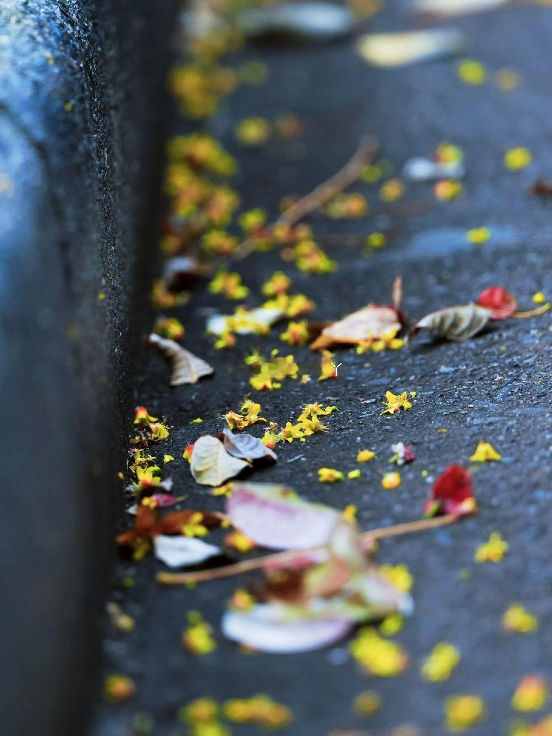 栾念➕栾树🟰今年🍂​