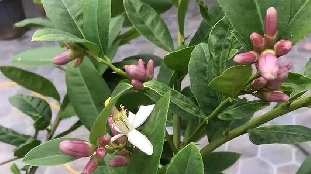 果核别扔! 种花盆里10天发芽, 还能开花结果超香!