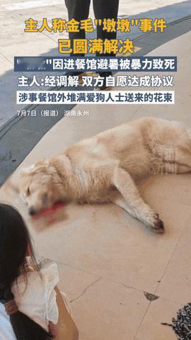 “太离奇！”金毛“李墩墩”事件落幕，狗主人最新回应：“经协调,双方自愿达成协议事