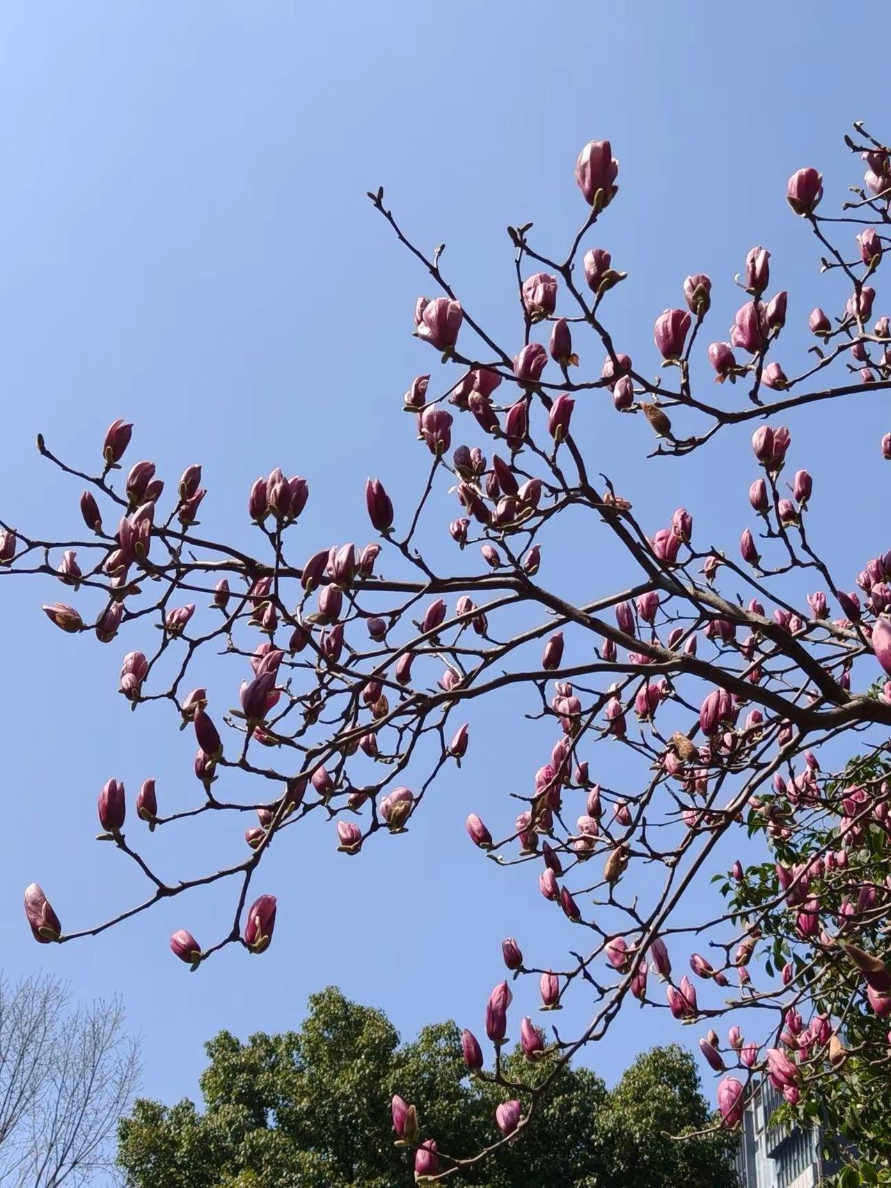 我的摄影日记随手拍春天美景