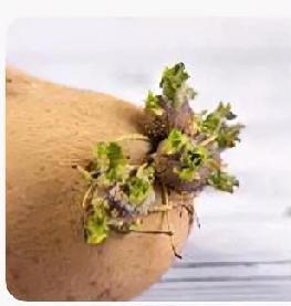 发芽土豆别扔，隐藏妙用太实用很多人土豆一发芽就直接丢掉，太浪费了！只要没腐烂