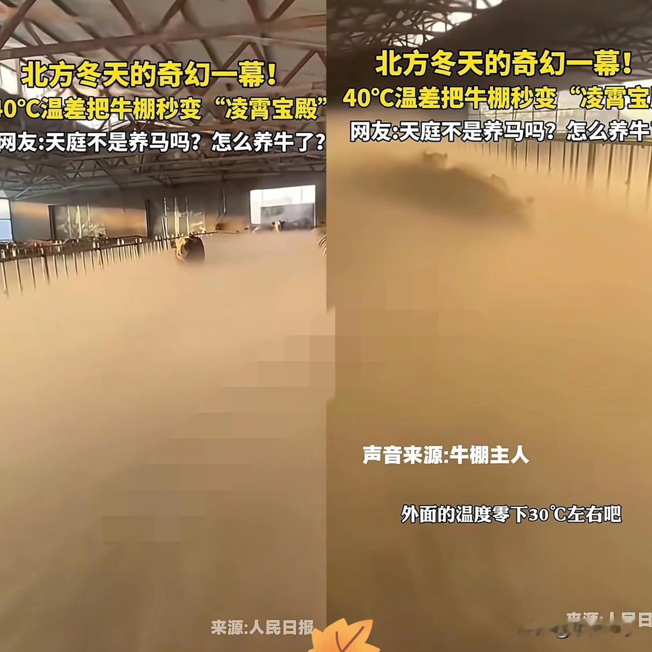 “没想到上人民日报了！”内蒙古，女子清早起来去牛棚喂牛，不料一推开门直接傻眼了，