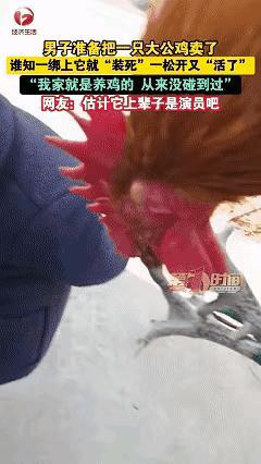 笑不活了！安徽宿州一只公鸡简直成精了！主人准备绑它卖掉，它立马闭眼耷拉脑
