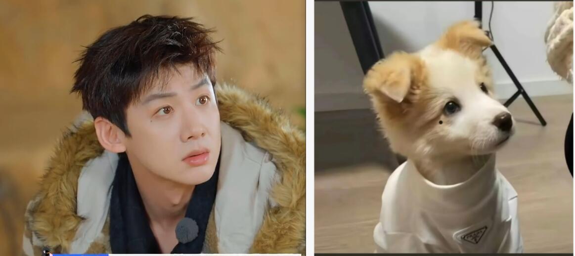 这张狗塑天才图真是经典永流传有时候感觉白敬亭完全就是乖乖小狗嘛