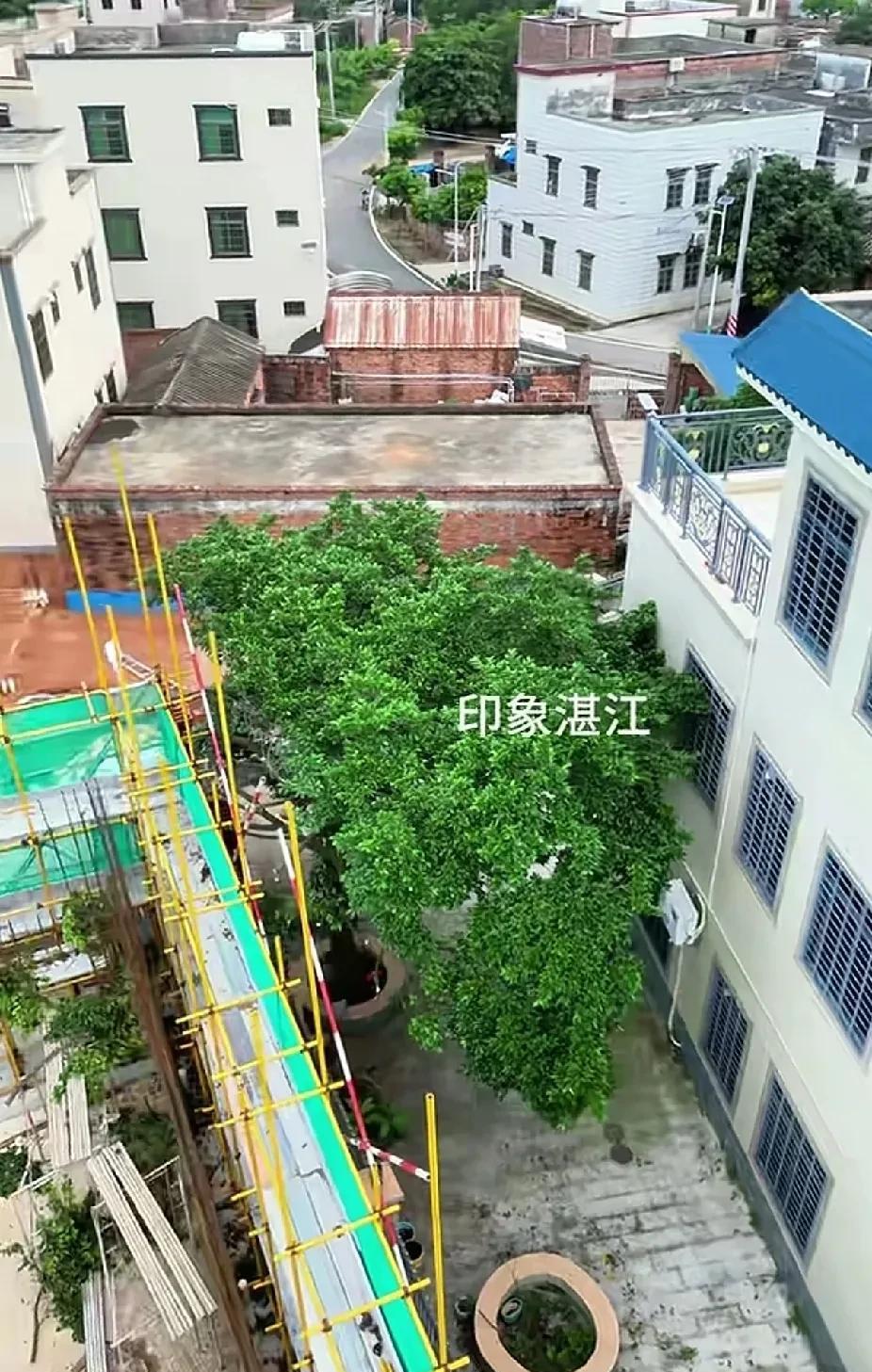 全红婵这房子盖得，将来扯皮的事情多了，从视频来看，这棵树是长在邻居家围墙里（图1