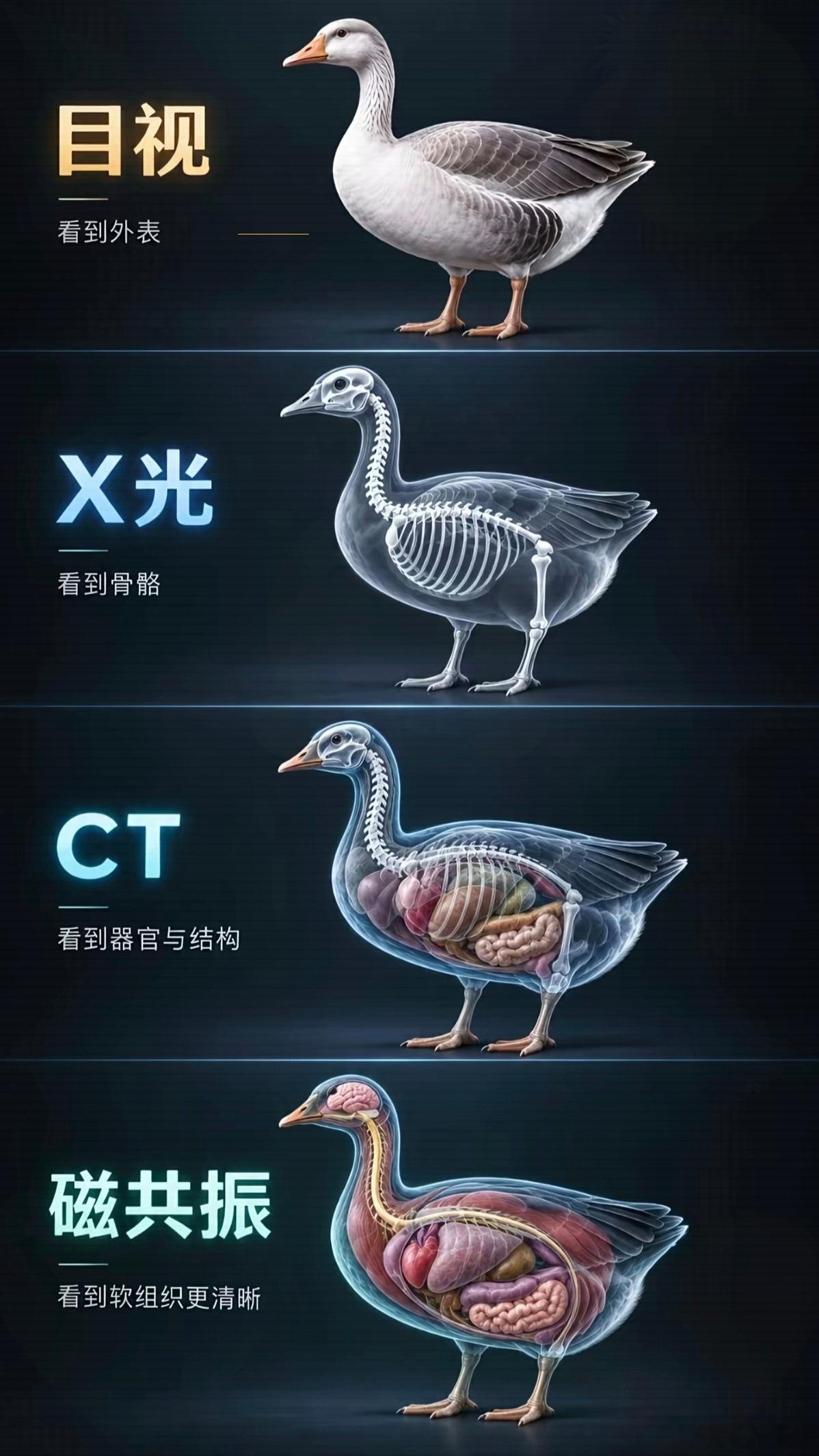 一图看懂X光、CT和核磁共振的区别！做这些项目，越往后越贵。涨知识​​​