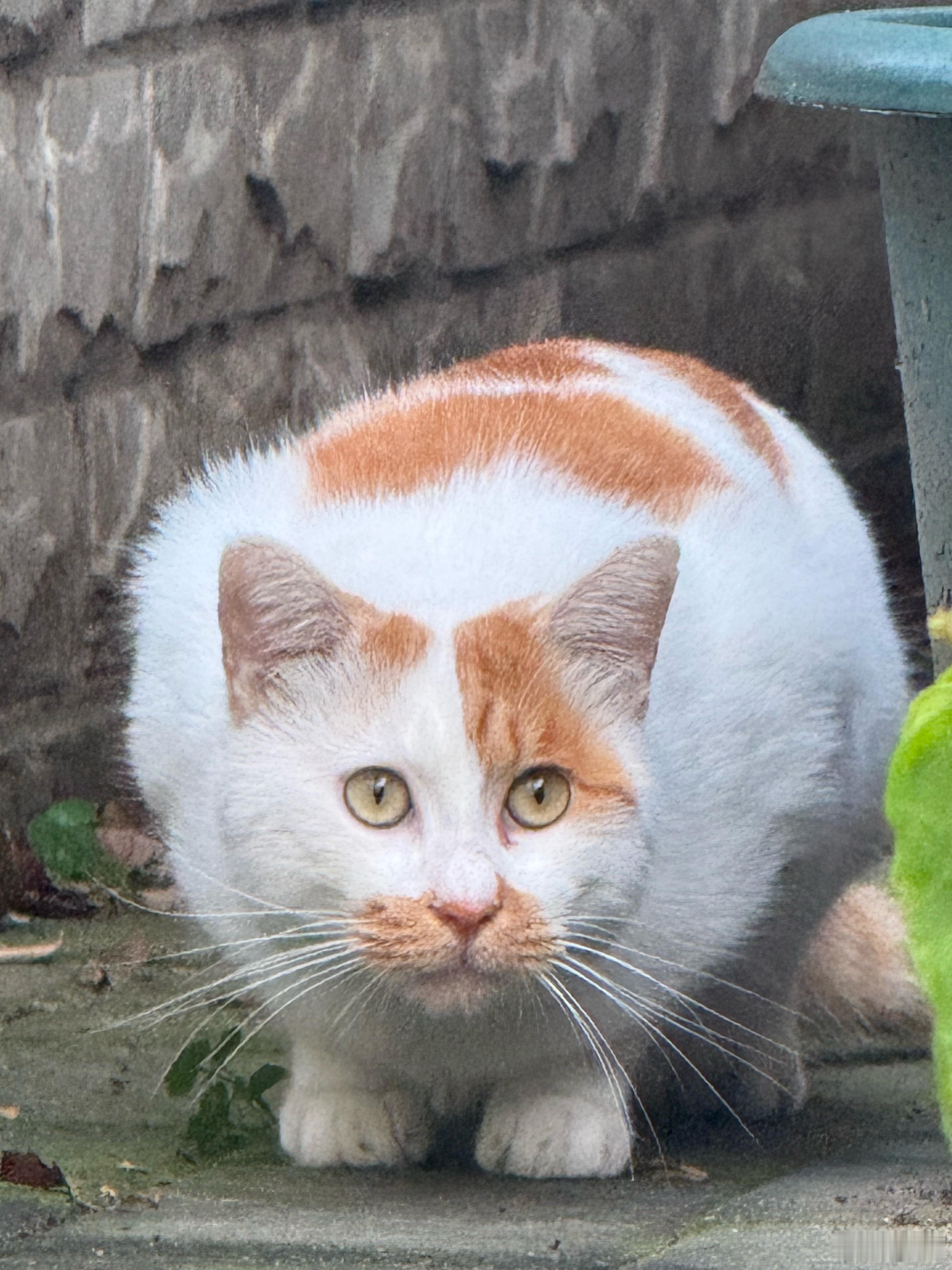 每天都来要吃的，好乖的猫猫。​​​