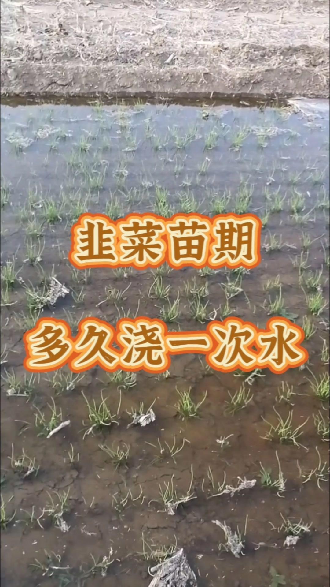 韭菜苗期浇水有讲究，浇水浇不对，轻则减产，重则毁苗。1️⃣韭菜播种后，出苗前