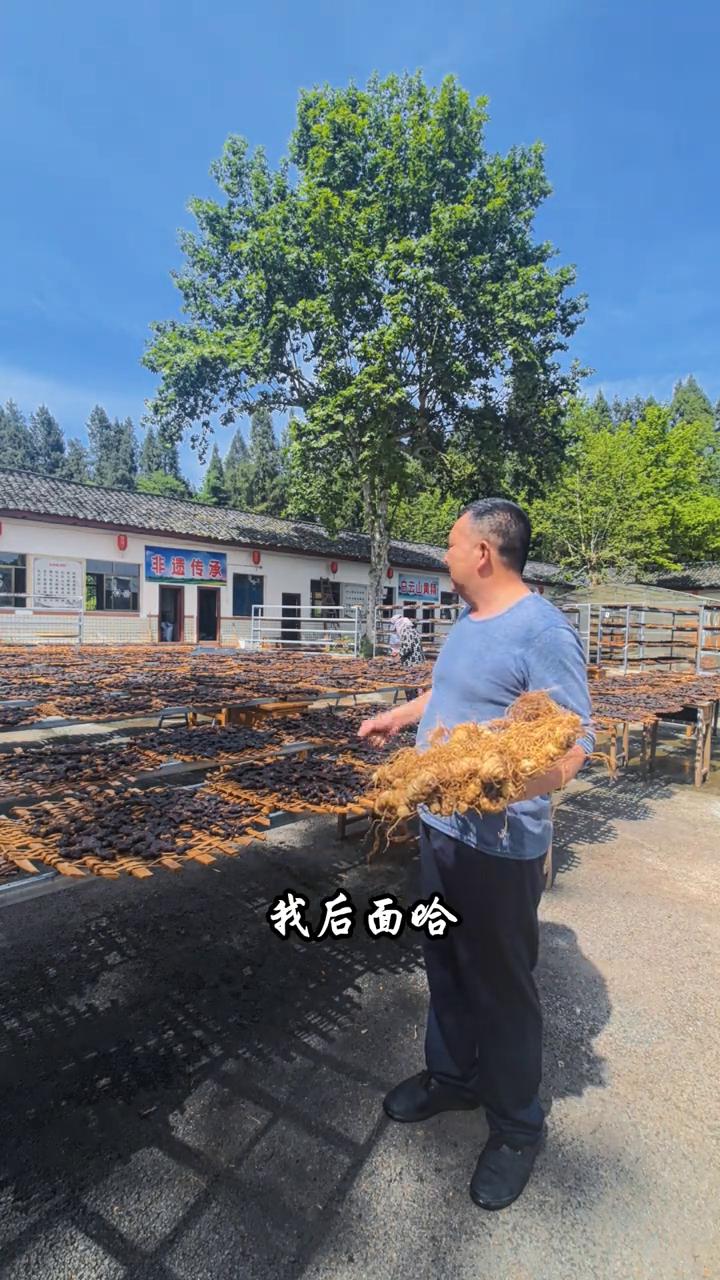 九蒸九晒黄精炮制秘诀。什么叫做真正九蒸九晒的黄精？首先给大家介绍一下。·第一