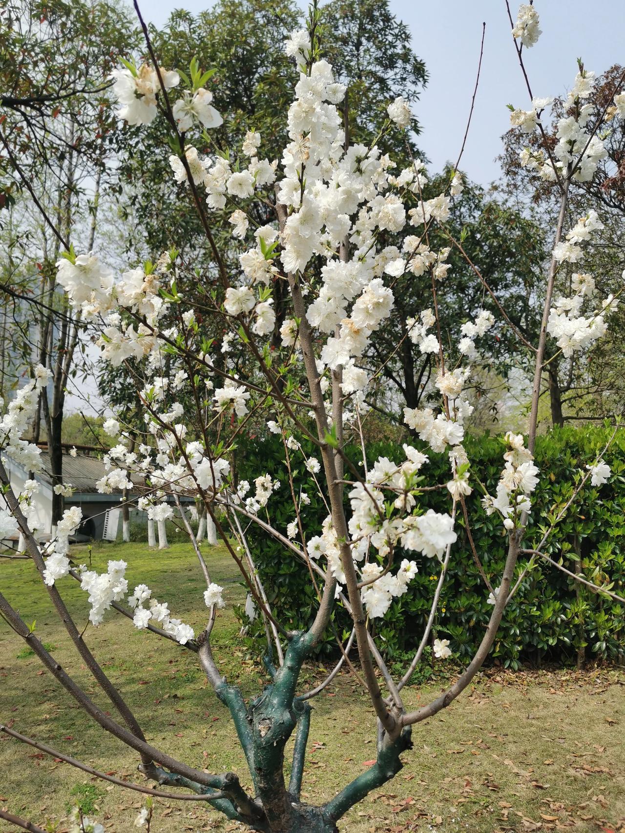 萝卜快跑全城趴窝前天武汉市发生了一起公共事件，那就是前天晚上，几乎在同一个时