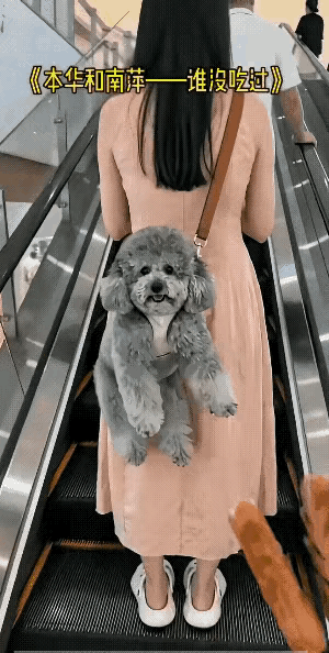 一位小姐姐背着一只泰迪犬正在乘坐电梯，后面有个小伙子刚买了几根烤肠，便拿出两根去