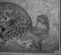 上了床闹腾半天还不睡觉[捂脸哭]雪豹妈妈Laila已经放弃敦促崽崽睡觉了[笑着哭]