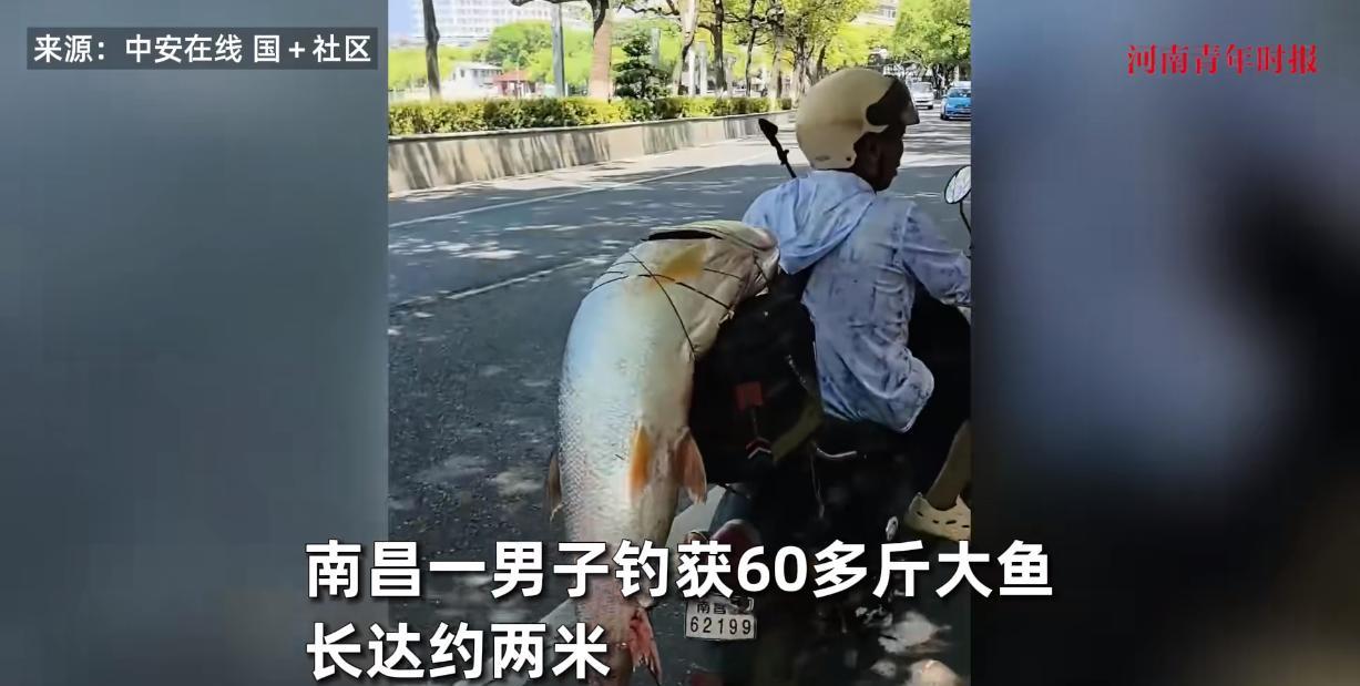 “笑不活了！”8月26日，江西南昌，一男子在河边钓鱼时，竟凭实力钓上来一条60多