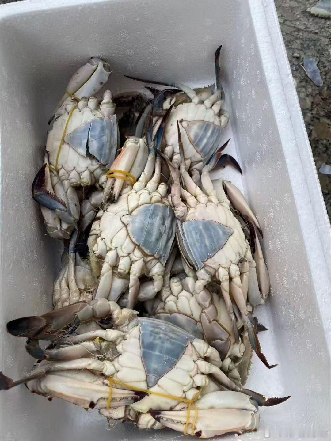 哇哇哇，现在的螃蟹真的好肥好肥，尤其是那种软壳的就更肥了，老香老香得了，俺继续啃