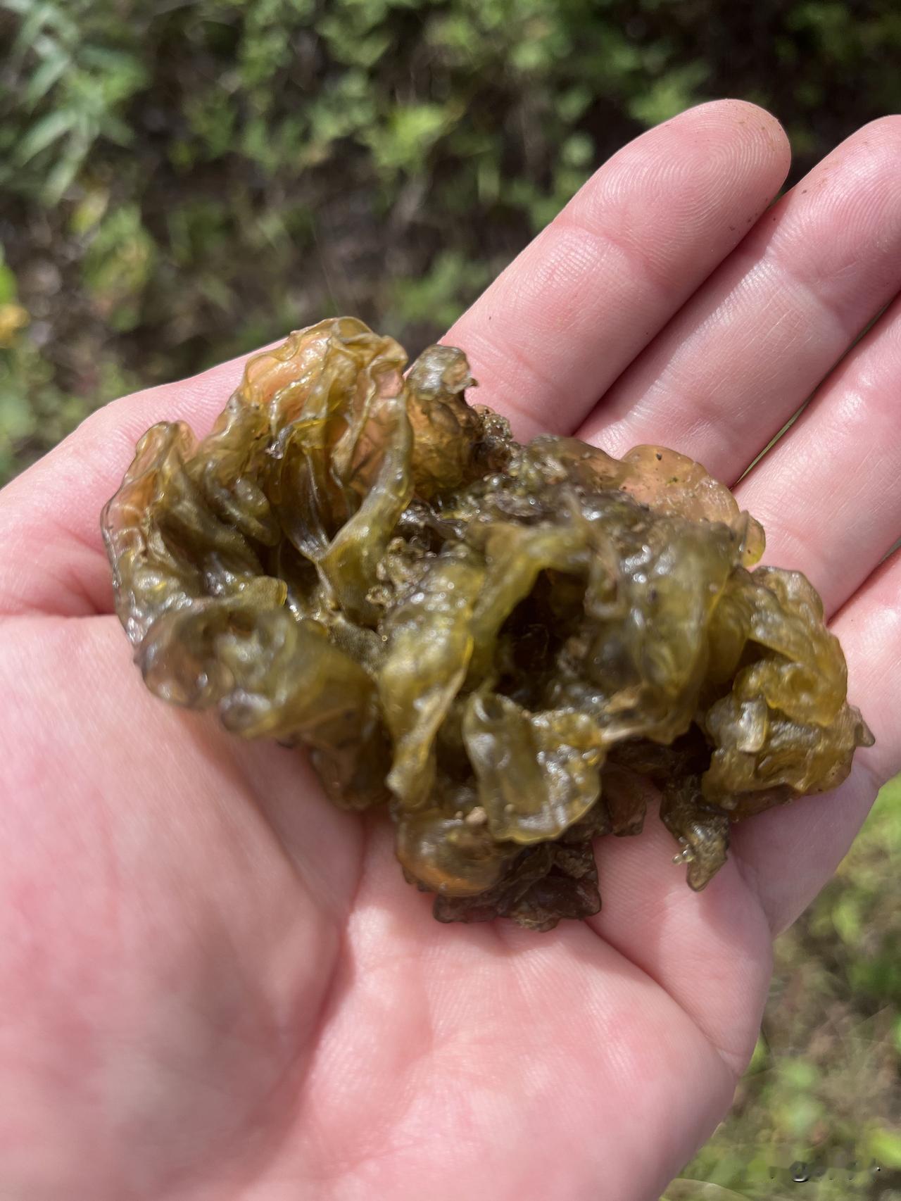 大自然让人的见识，无限增长。地软是一种单细胞藻类植物，形状类似