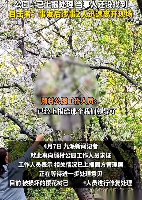 众目睽睽之下，上海顾村公园的一棵樱花树，突然连根倒了。当时满树粉花正开得紧，树